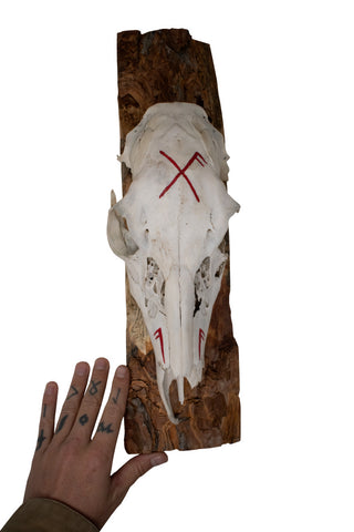 Image of Deer Skull Wall Hanger – Good Luck Bindrune