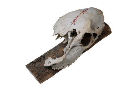 Image of Live edge home protection bindrune elk skull wall hanger