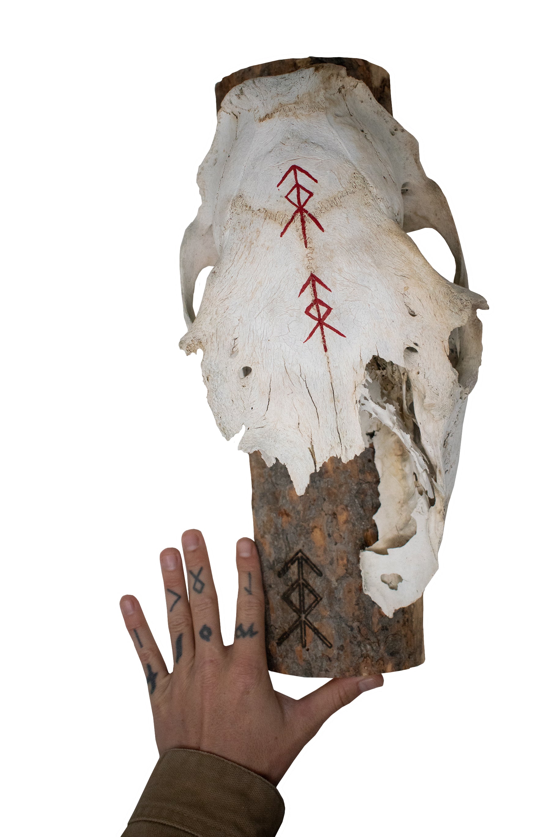 Live edge home protection bindrune elk skull wall hanger