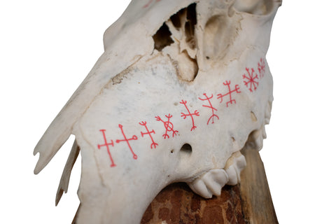 Image of Helm of Awe Elk Skull Wall Hanger