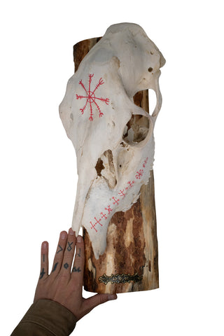 Image of Helm of Awe Elk Skull Wall Hanger