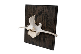 Elk Vertebra on Oak – Connection to the gods Stave