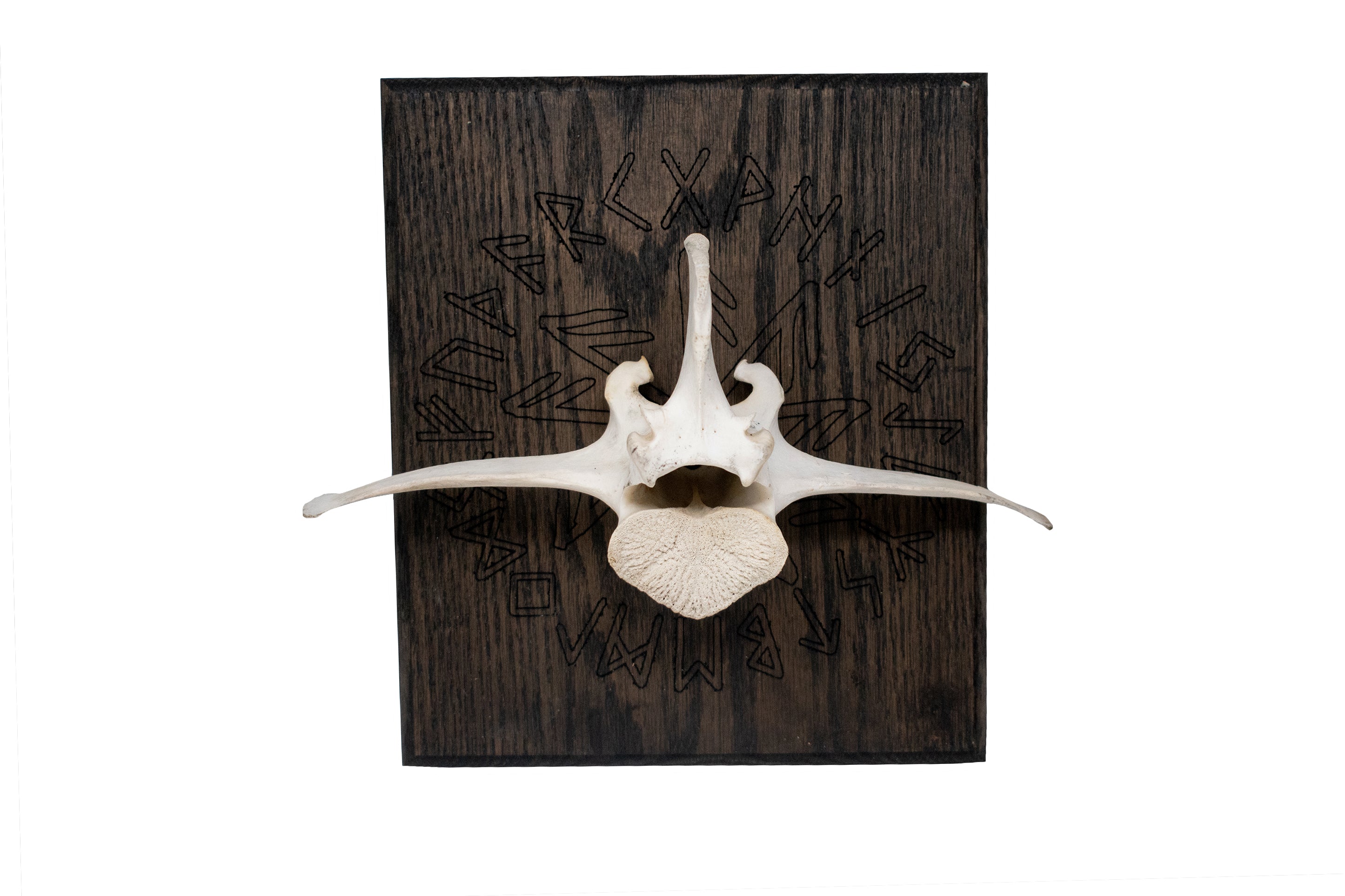 Elk Vertebra on Oak – Connection to the gods Stave