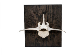 Elk Vertebra on Oak – Connection to the gods Stave