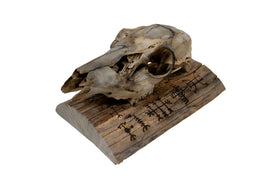 Deer Skull Wall Hanger – Icelandic Magical Staves