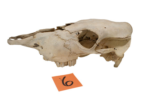 Image of cow skull #6
