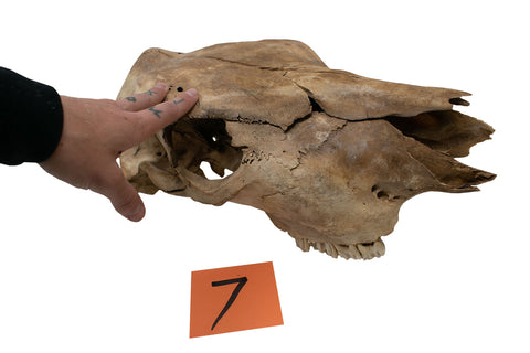 Image of cow skull # 7