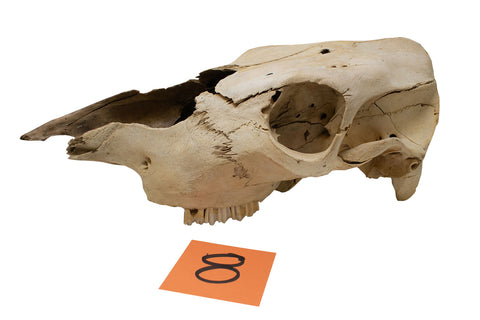Image of cow skull #8