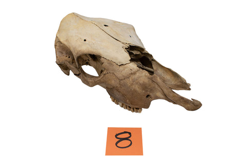 Image of cow skull #8