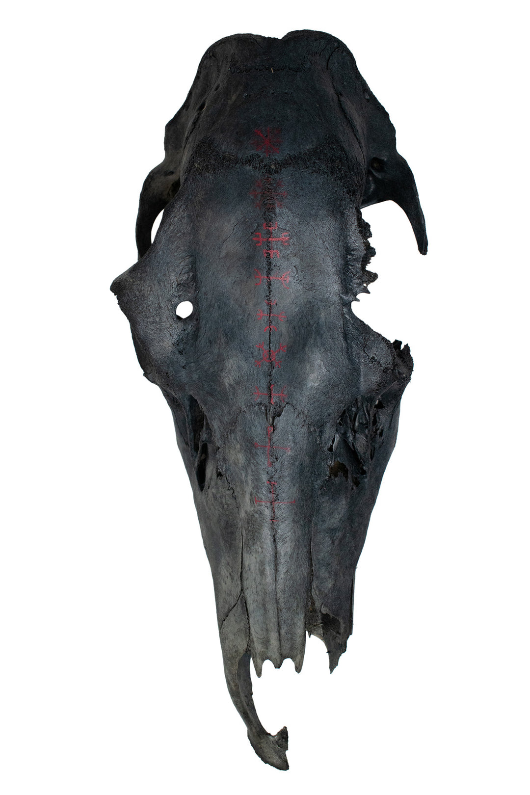 Deluxe blackened predator bone & icelandic magical stave ritual altar