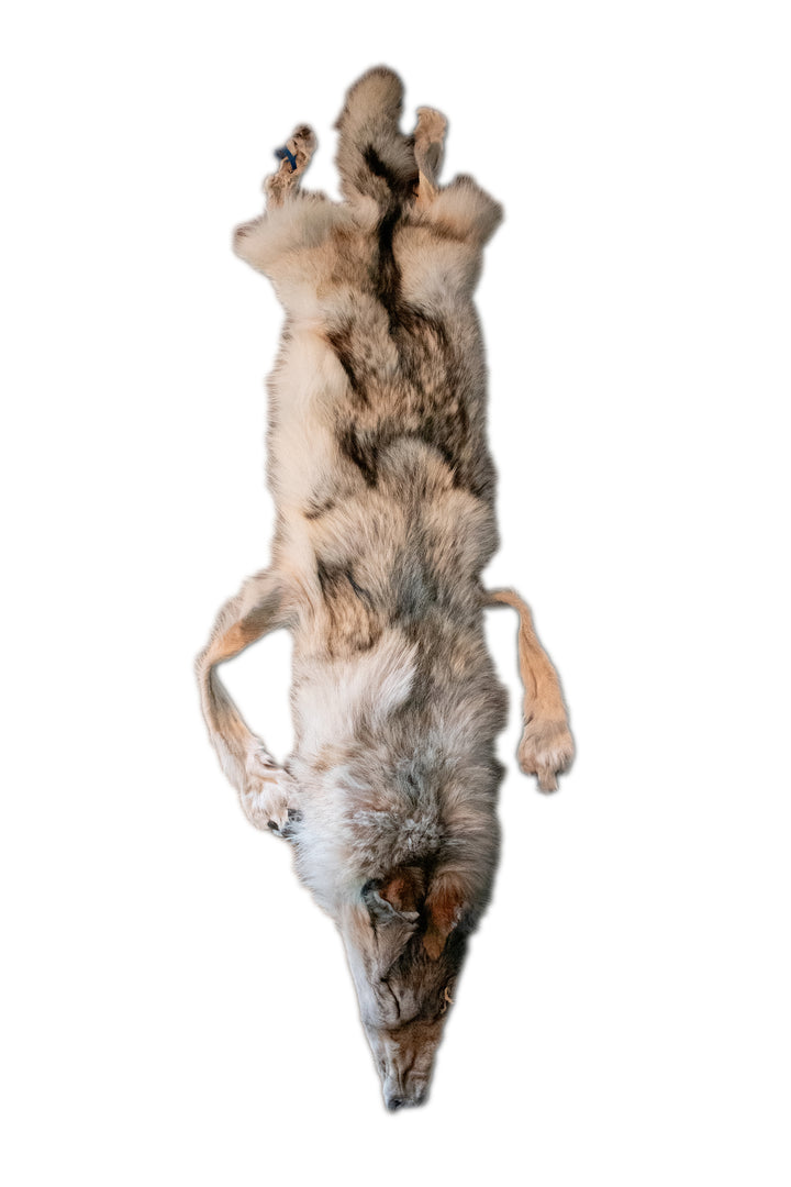Tanned Wolf Hide – 76" Long