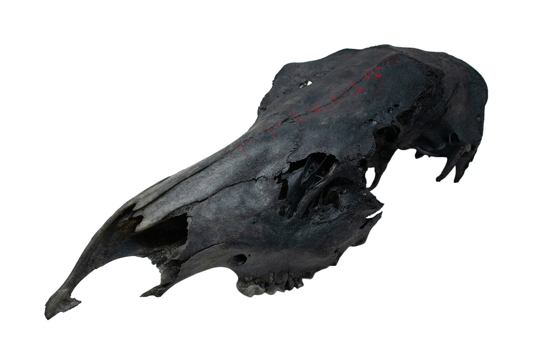 Deluxe blackened predator bone & icelandic magical stave ritual altar