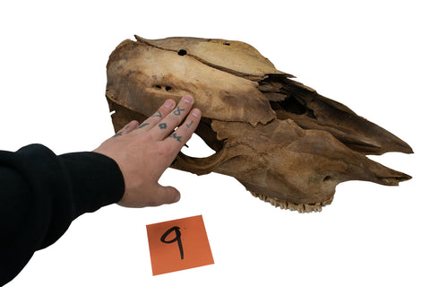 Image of cow skull #9