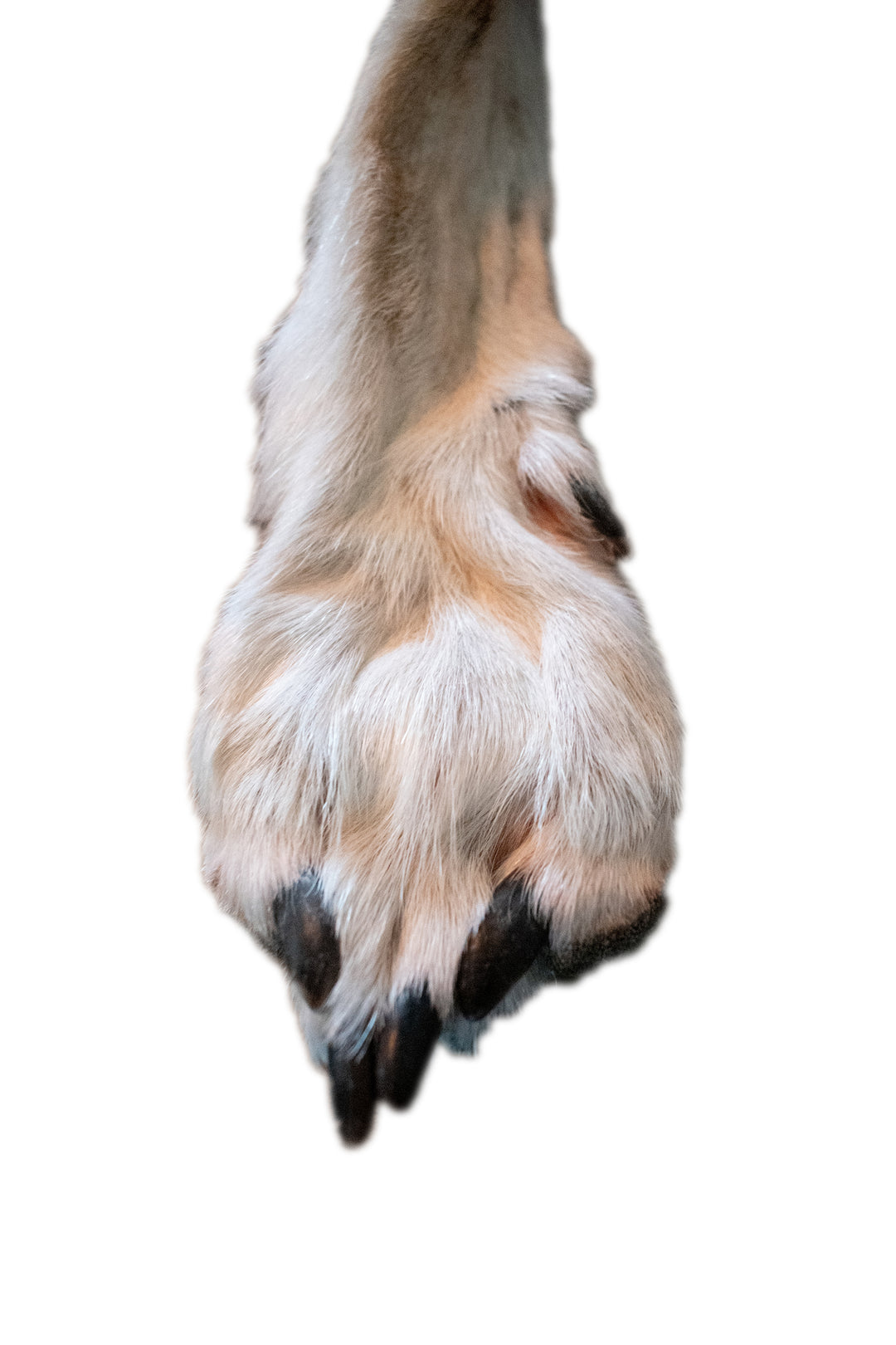 Tanned Wolf Hide – 76" Long