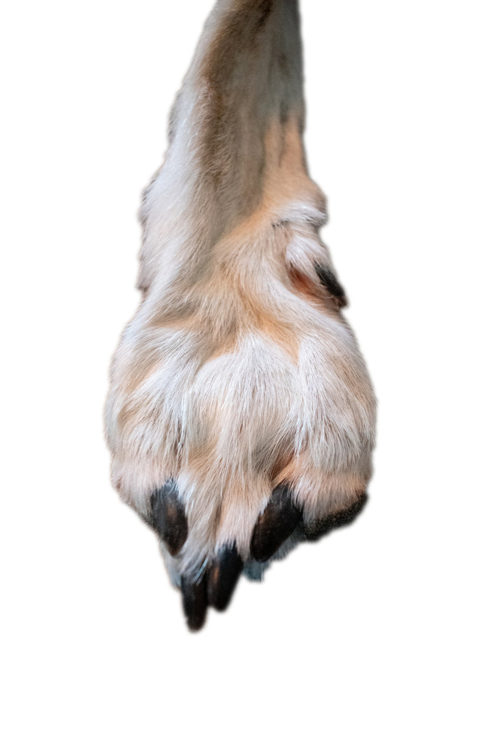 Tanned Wolf Hide – 76" Long