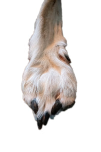 Tanned Wolf Hide – 76" Long