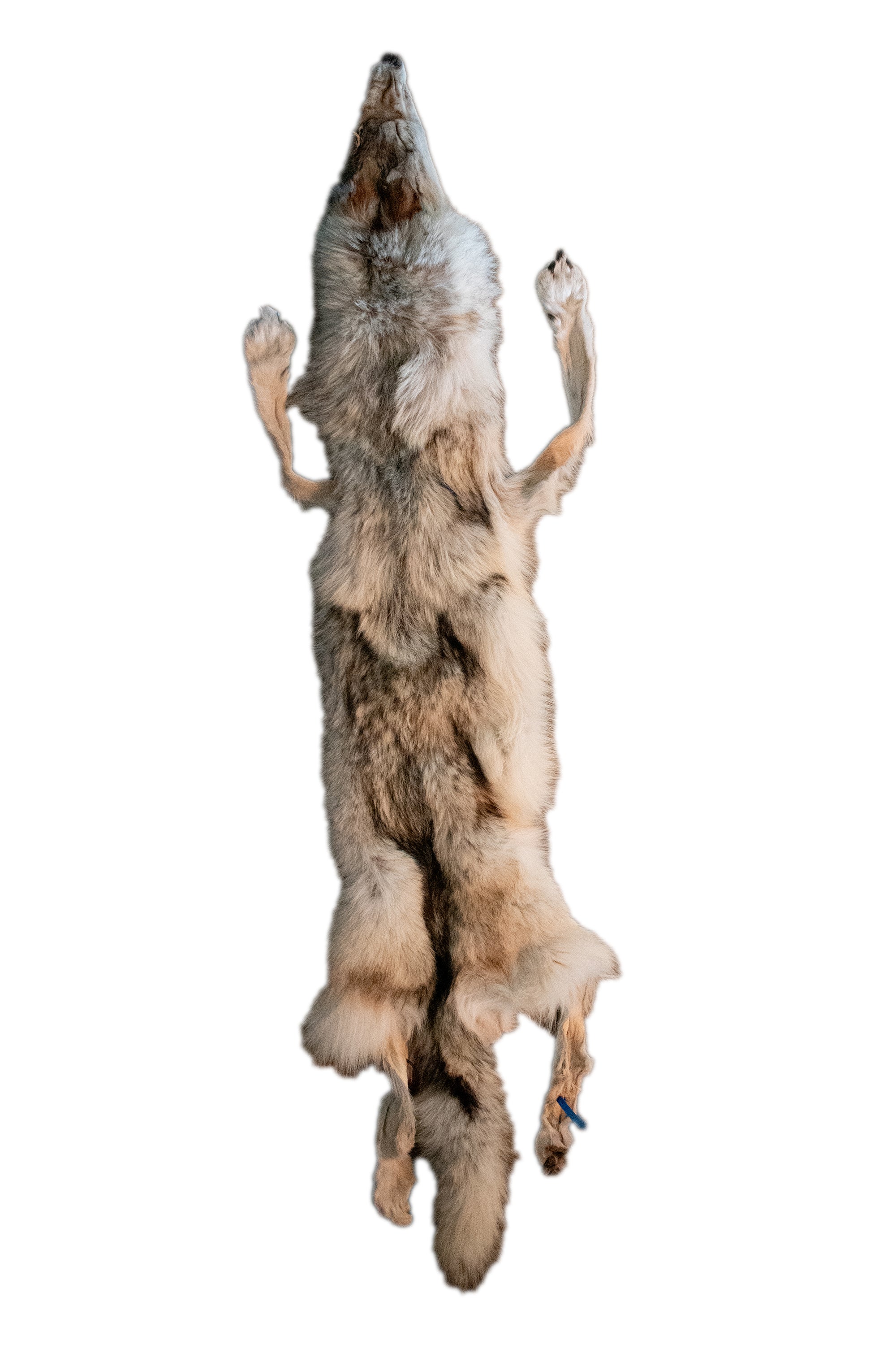 Tanned Wolf Hide – 76" Long