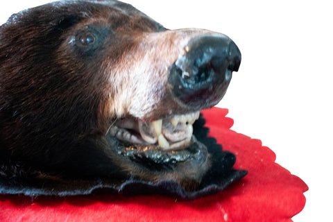Image of black bear rug