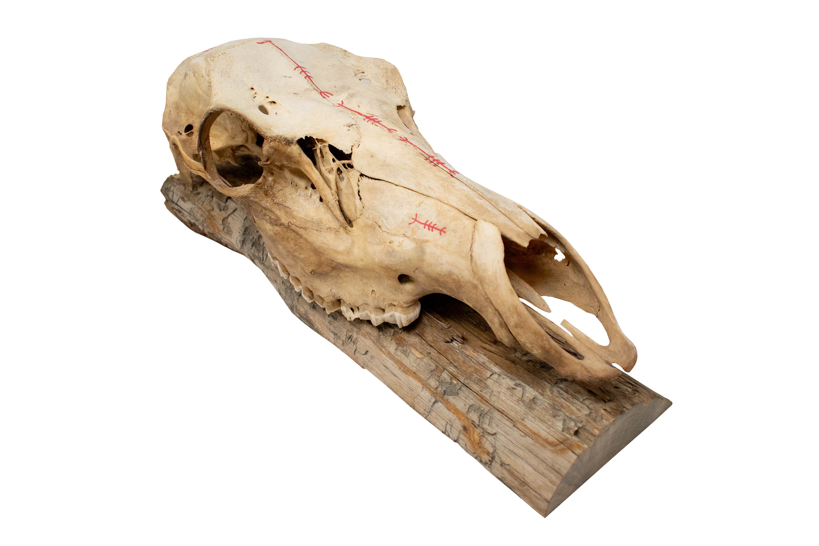 Hand Painted Elk Skull with Protective Icelandic Stave
