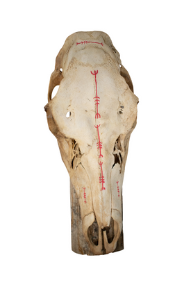 Hand Painted Elk Skull with Protective Icelandic Stave