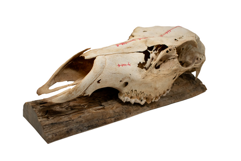 Image of Hand Painted Elk Skull with Protective Icelandic Stave