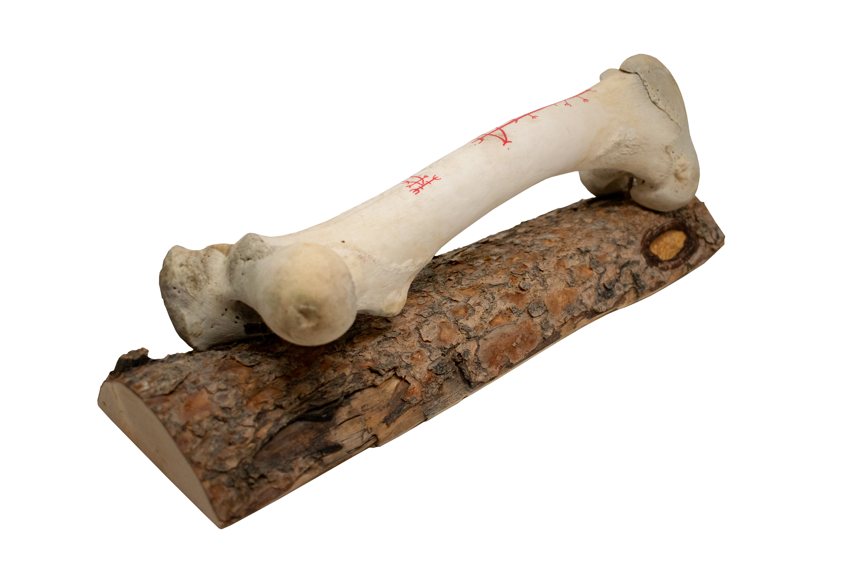 Cow Leg Bone Wall Hanger with Animal Protection Stave