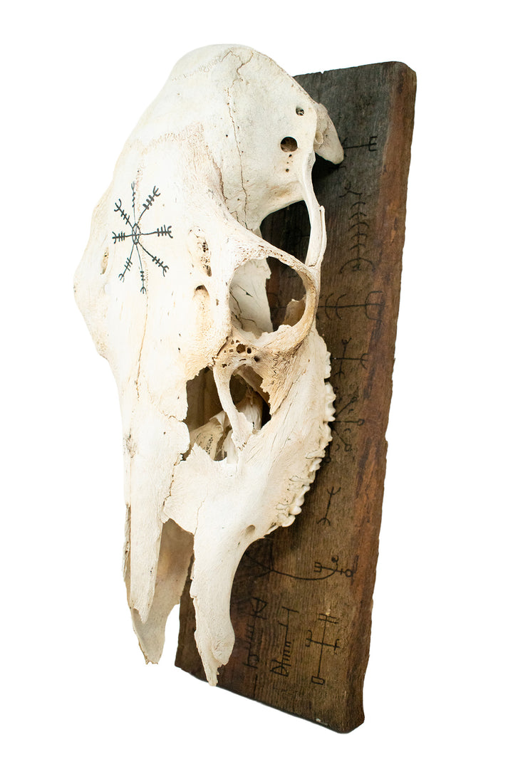 Elk Skull Wall Hanging with Helm of Awe and Icelandic Staves