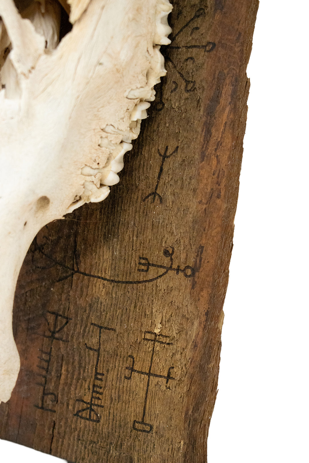 Elk Skull Wall Hanging with Helm of Awe and Icelandic Staves