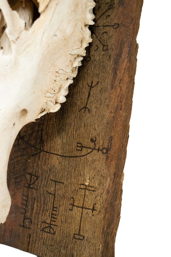 Elk Skull Wall Hanging with Helm of Awe and Icelandic Staves