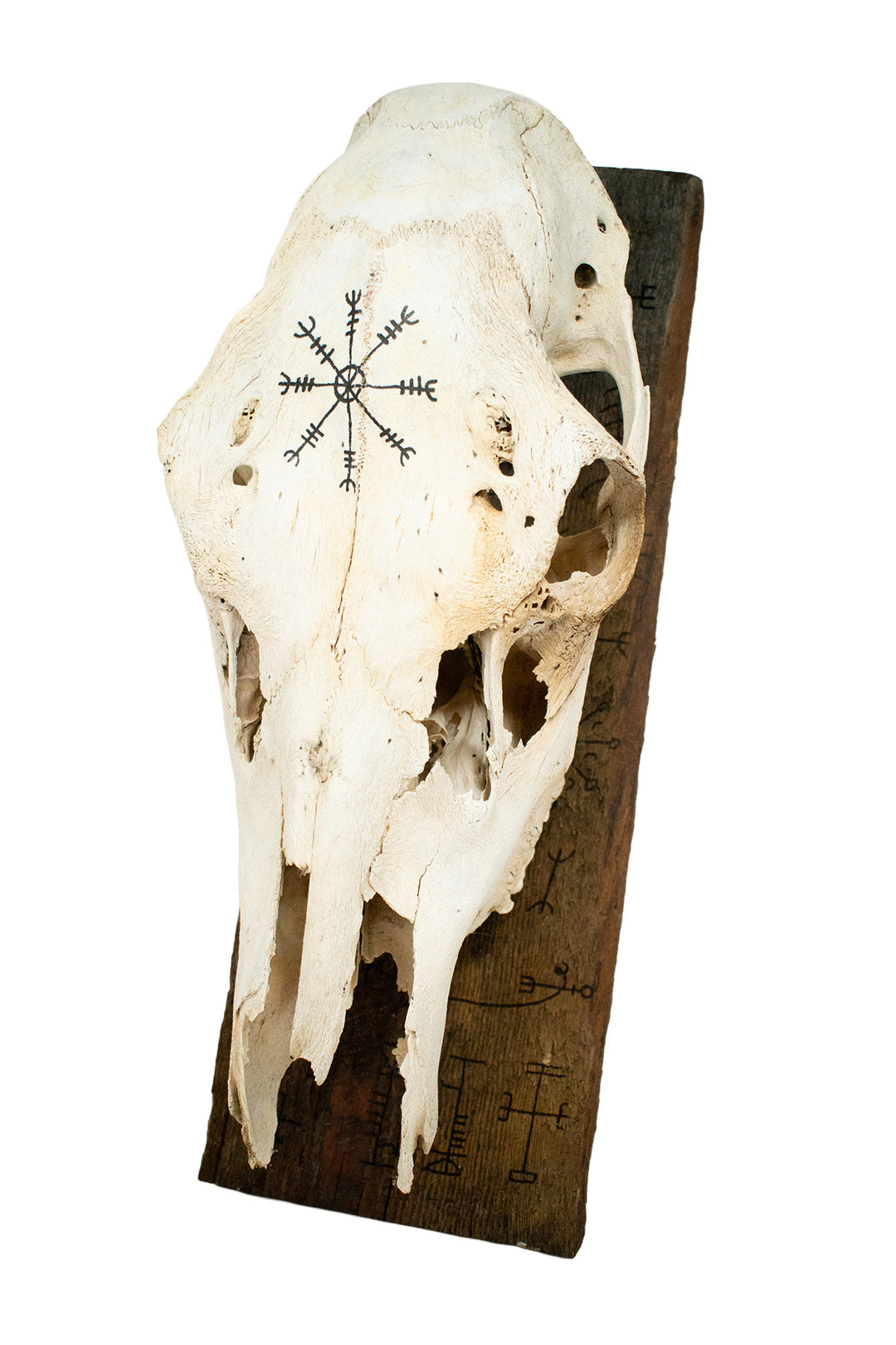 Elk Skull Wall Hanging with Helm of Awe and Icelandic Staves