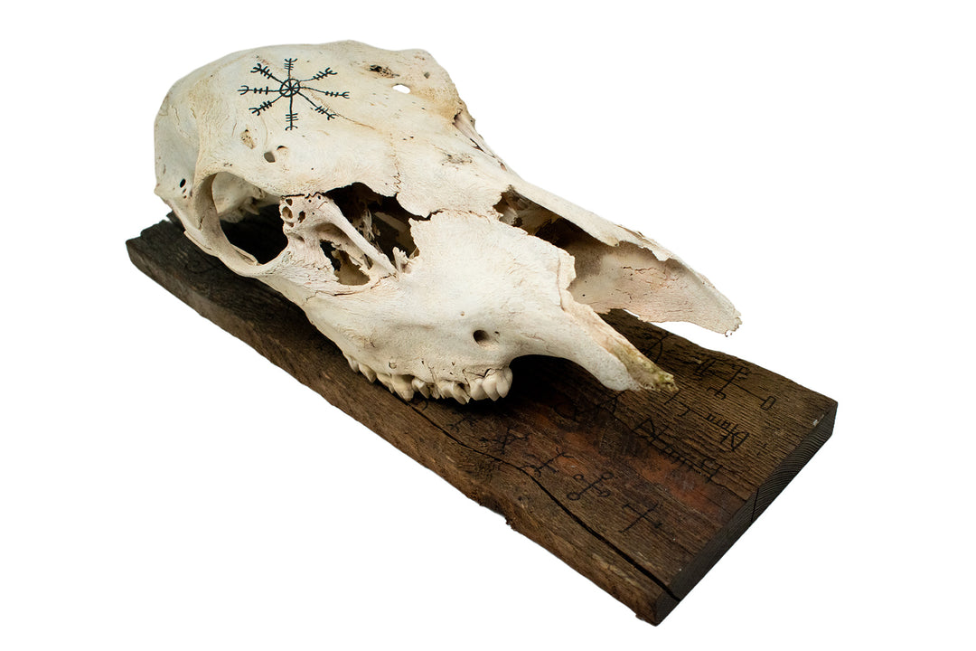 Elk Skull Wall Hanging with Helm of Awe and Icelandic Staves