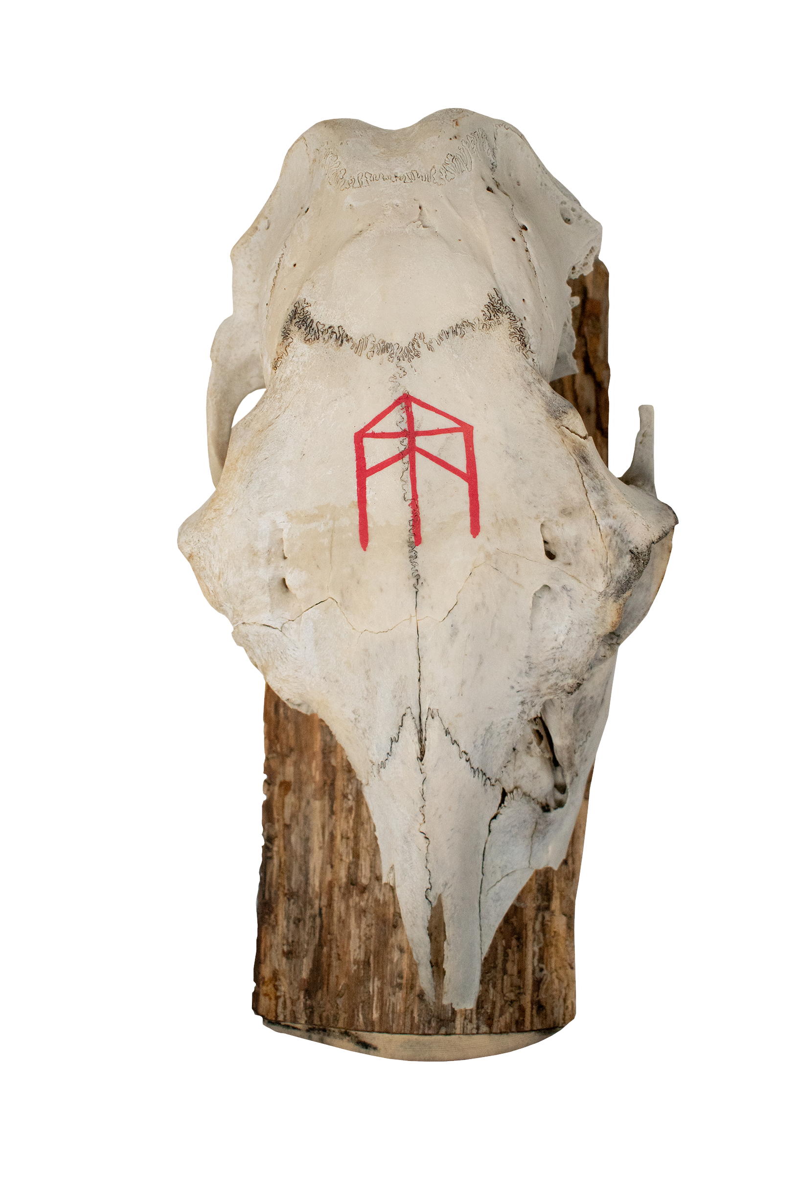 Elk Skull Wall Hanger with Strength Bindrune