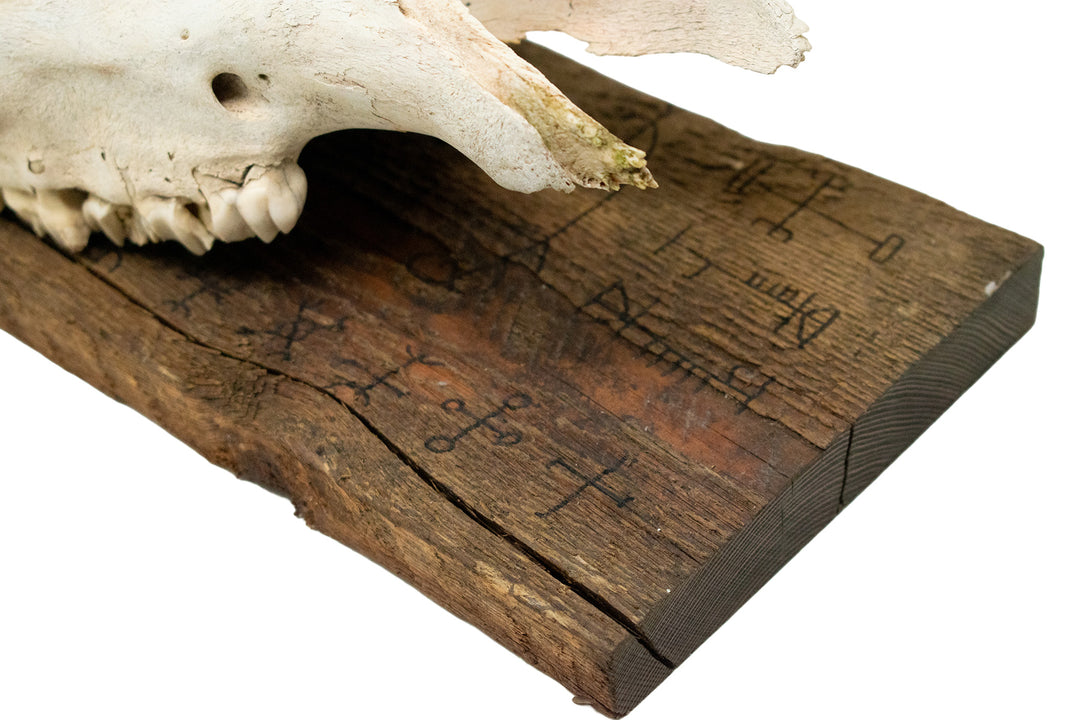 Elk Skull Wall Hanging with Helm of Awe and Icelandic Staves