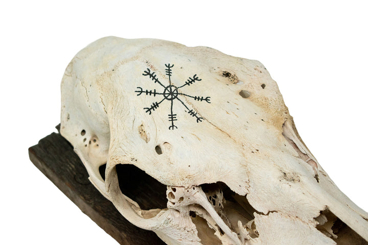 Elk Skull Wall Hanging with Helm of Awe and Icelandic Staves