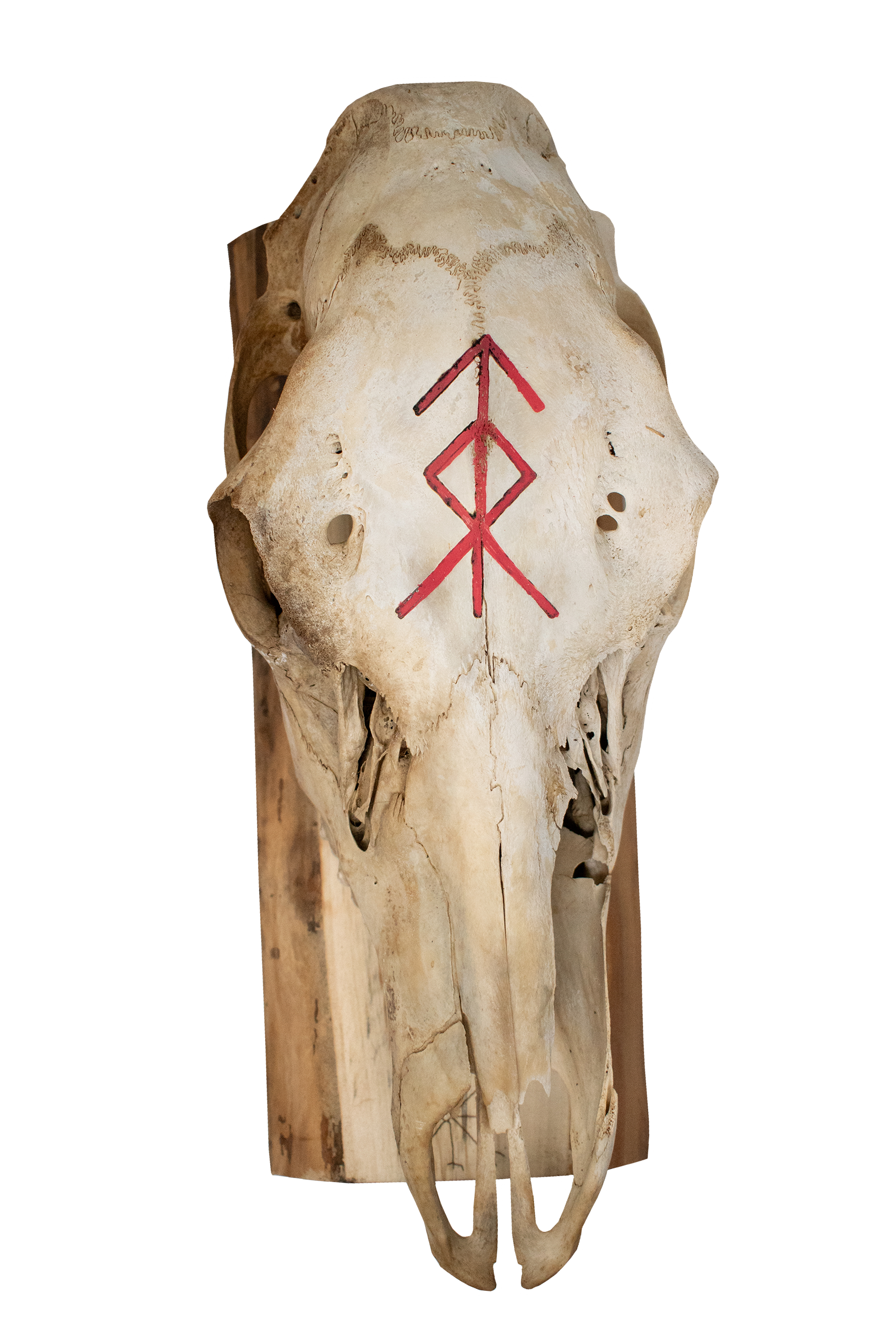 Elk Skull with Home Protection Bindrune and Nine Helms Engraving