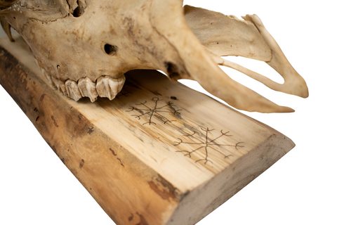 Image of Elk Skull with Home Protection Bindrune and Nine Helms Engraving