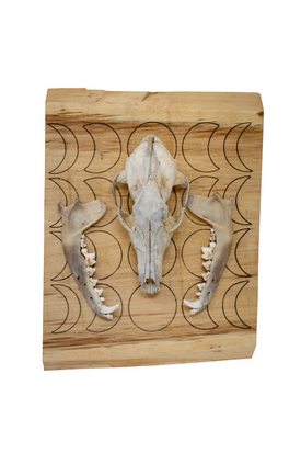 Coyote Skull Wall Hanger with Moon Phases