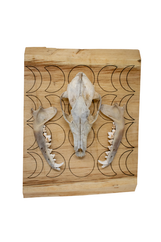 Image of Coyote Skull Wall Hanger with Moon Phases