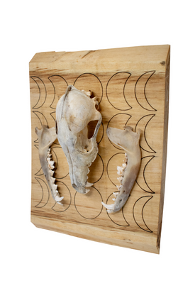 Coyote Skull Wall Hanger with Moon Phases