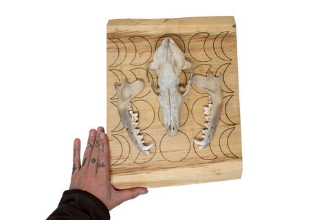 Image of Coyote Skull Wall Hanger with Moon Phases