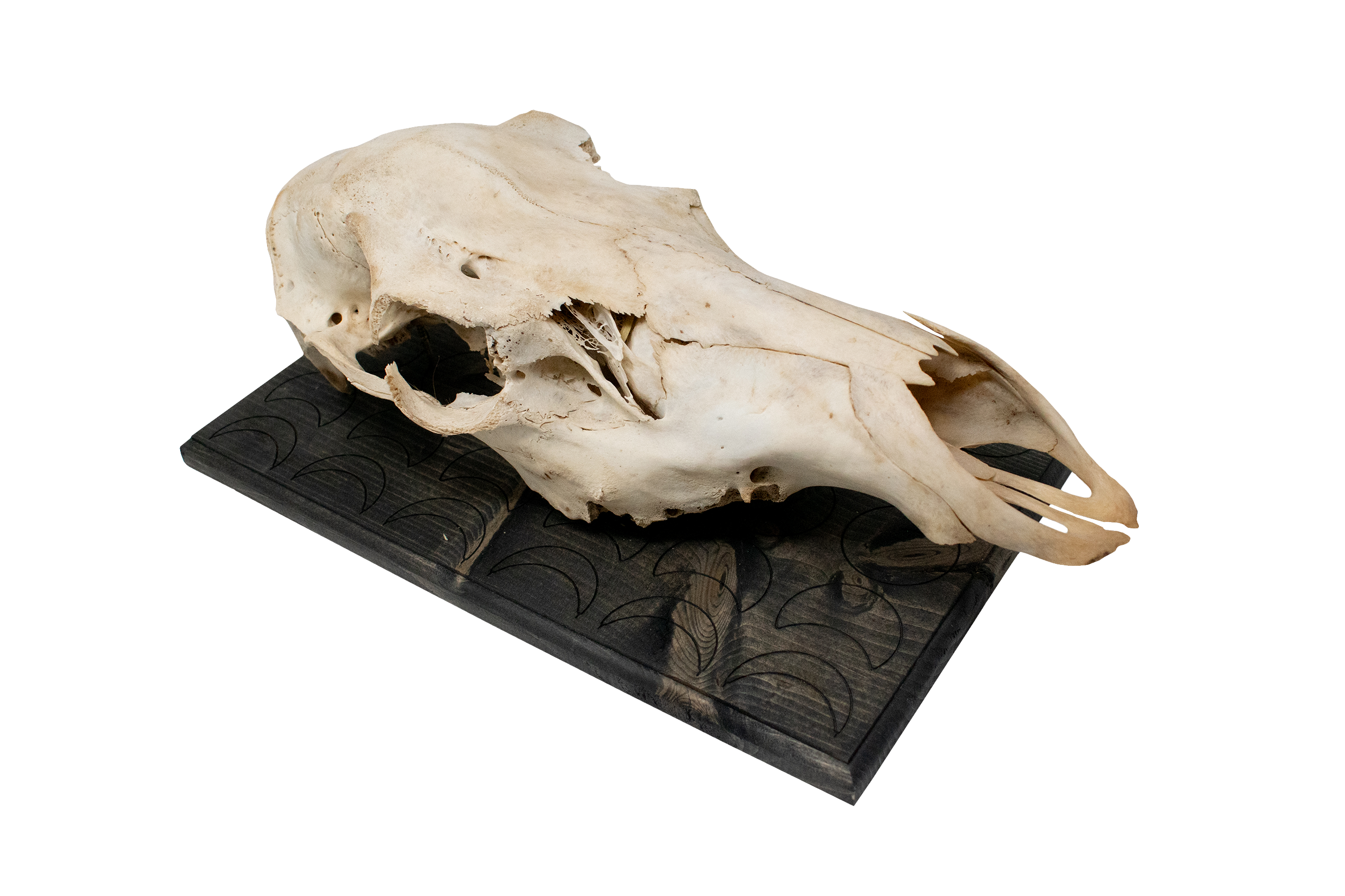 Mounted Elk Skull with Moon Phase Engraved Plaque