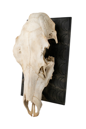 Mounted Elk Skull with Moon Phase Engraved Plaque