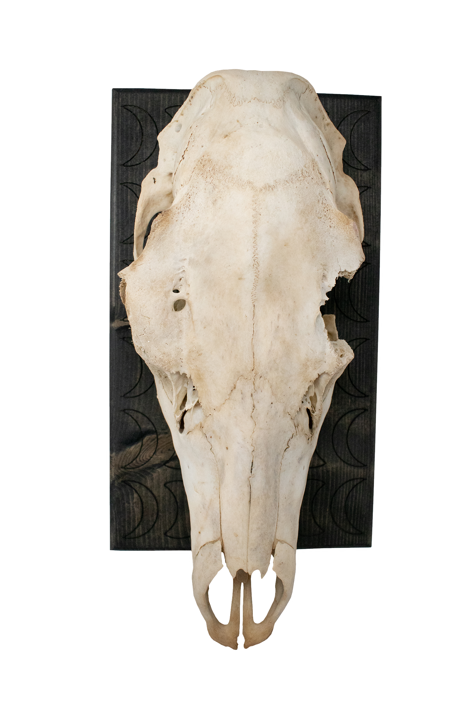 Mounted Elk Skull with Moon Phase Engraved Plaque
