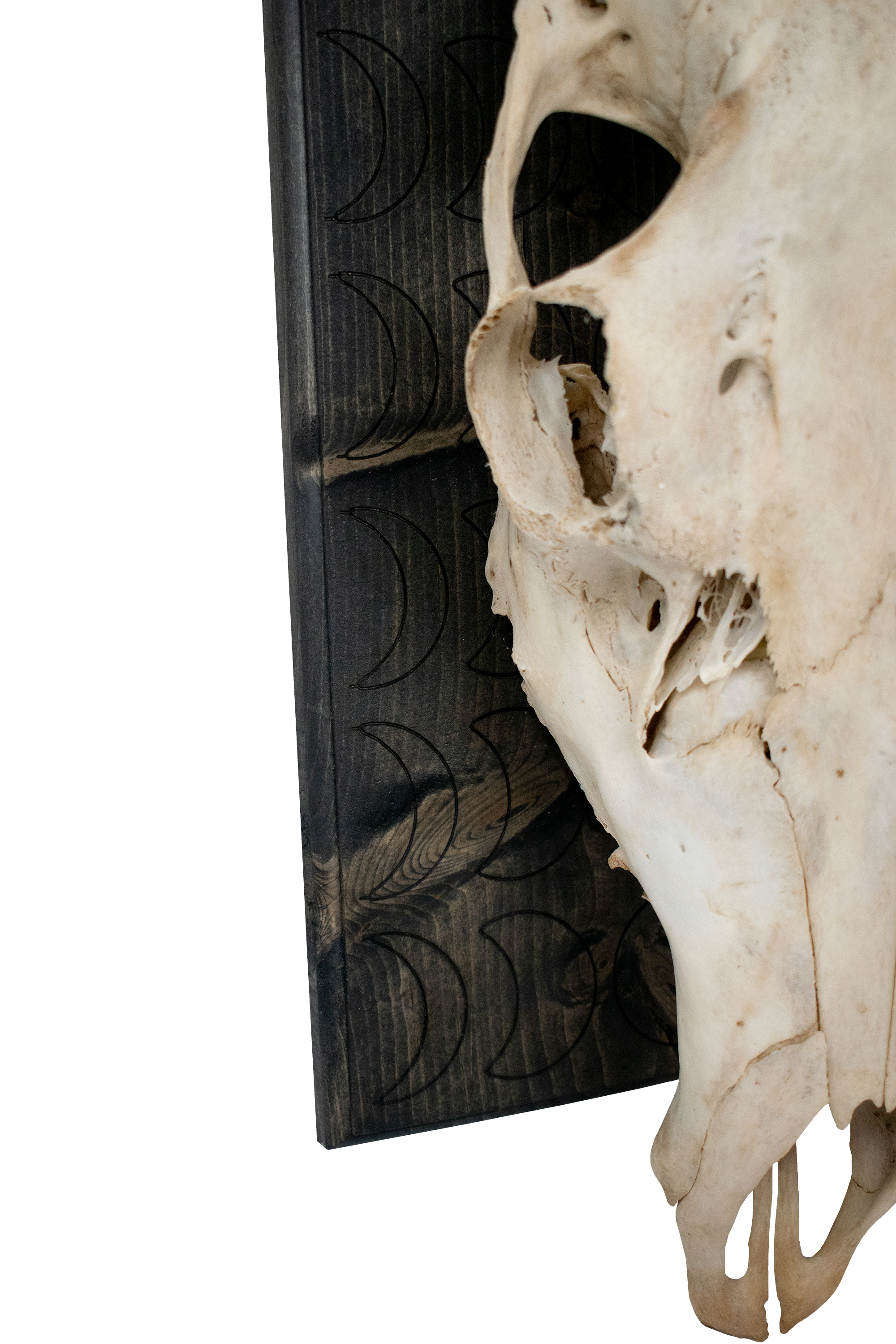 Mounted Elk Skull with Moon Phase Engraved Plaque