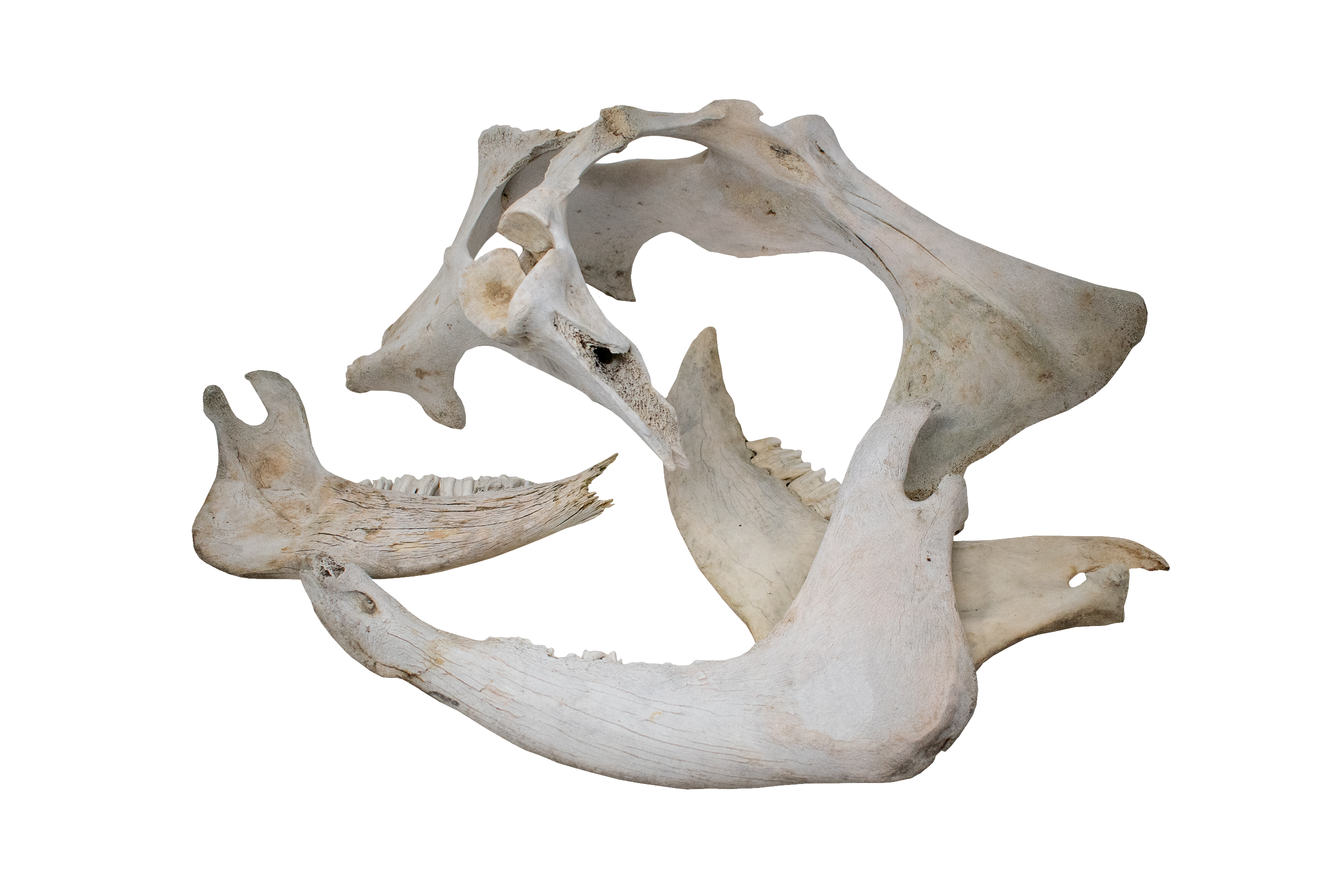 Cow Bone Lot – One Hip Bone and Three Jawbones