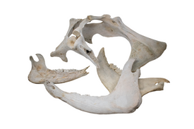 Cow Bone Lot – One Hip Bone and Three Jawbones