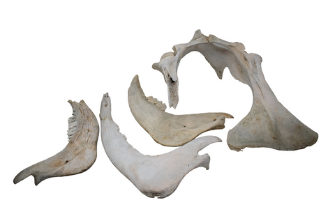 Image of Cow Bone Lot – One Hip Bone and Three Jawbones