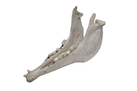 Image of Horse Jawbone