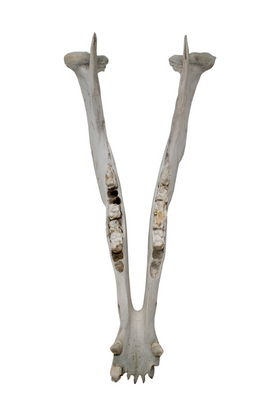 Horse Jawbone