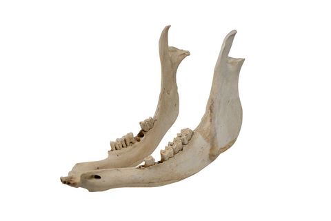 Image of Attached Cow Jawbone